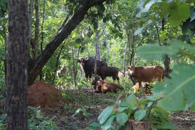 ប្រទះឃើញ​សត្វខ្ទីង​ក្នុងដែន​ជម្រក​សត្វព្រៃ​ព្រៃឡង់