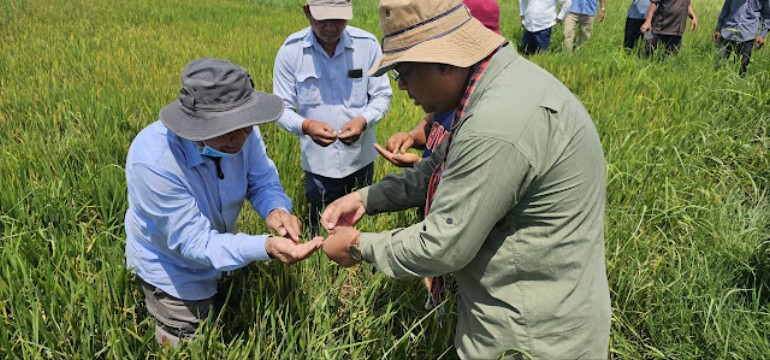 សត្វល្អិត​ដែលជា​ប្រភេទ រុយ​ពណ៌​ស និង ដង្កូវ​មូស្លឹក បាន​បំផ្លិចបំផ្លាញ​ដំណាំ​ស្រូវ​បងប្អូន​ប្រជាពលរដ្ឋ នៅក្នុង​ឃុំ​បន្ទាយ​ក្រាំង ស្រុក​កំពង់រោទិ៍